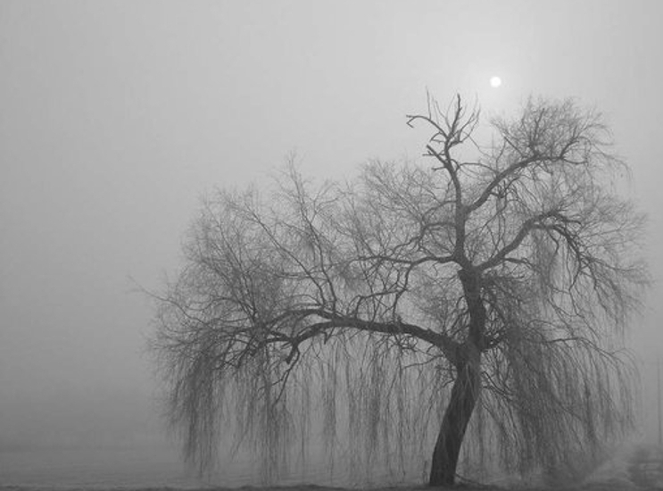 Tree Fog